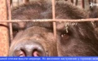 На Урал пришла настоящая весна - в зоопарке проснулись медведи