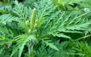 Зараженный кориандр завезли в Свердловскую область