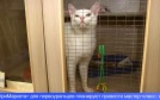 Первоуральские волонтёры помогли бездомным кошкам