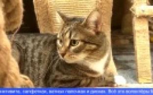 Первоуральские эковолонтёры придут на помощь бездомным кошкам