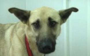 Ищу тебя, хозяин