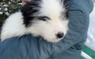 Ищу тебя, хозяин