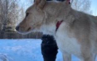 Ищу тебя, хозяин