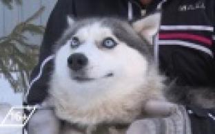 Ищу тебя, хозяин