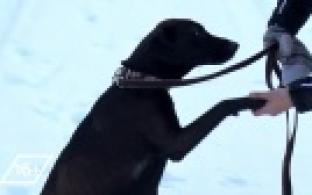 Ищу тебя, хозяин