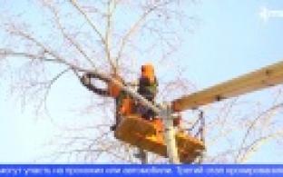 В Первоуральске начался очередной этап кронирования деревьев