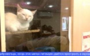 Первоуральские волонтёры отметили Международный день добровольца