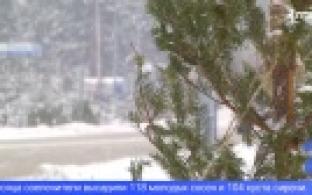 В микрорайоне Талица высадили две сотни сосен и кустов сирени