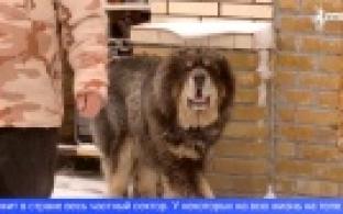 Перелом шейки бедра и искусанные до костей ноги - так закончилась встреча первоуральца с алабаем