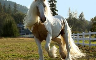 Документальный сериал "Планета лошадей"