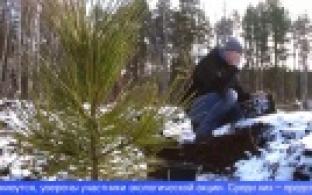 Больше тысячи деревьев высадили уральцы в рамках акции «Сохраним лес»