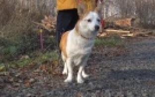 Ищу тебя, хозяин