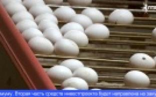 100 миллионов яиц в год планирует выпускать птицефабрика в Свердловской области