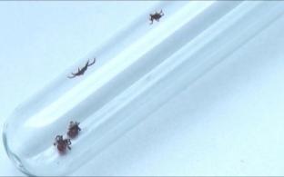 У 18 первоуральцев в этом году подтвердили боррелиоз