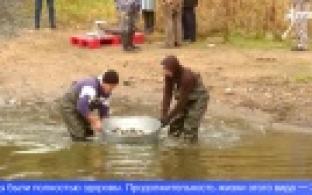 В Волчихинское водохранилище выпустили более 60 тысяч молодых сазанов