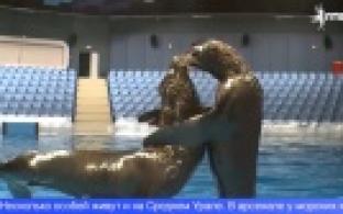 День защиты морских млекопитающих отмечают сегодня во всём мире