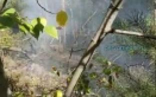 В посёлке Канал горит лес