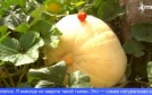 Тыкву-гигант вырастила на своём участке жительница Первоуральска