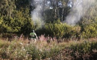 Все лесные пожары потушили в Свердловской области