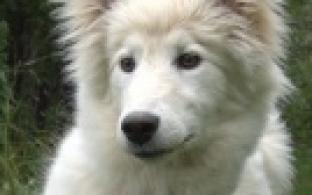 Ищу тебя, хозяин