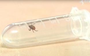 87 свердловчан пострадали от укусов клещей за минувшую неделю