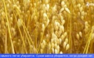 У первоуральских аграриев в самом разгаре уборочная кампания