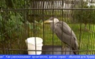 В Первоуральске нашли серую цаплю