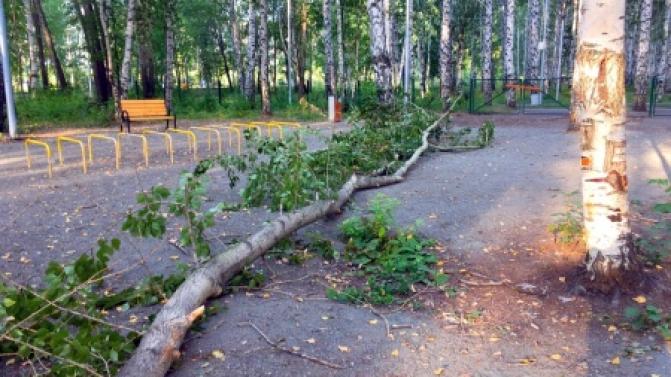 В Корабельной роще упало дерево на площадку