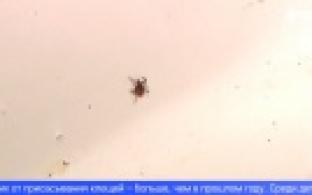 Почти две с половиной тысячи первоуральцев покусаны клещами с начала сезона