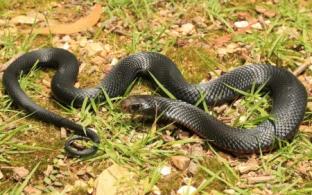 27 человек пострадали от укусов змей в Свердловской области