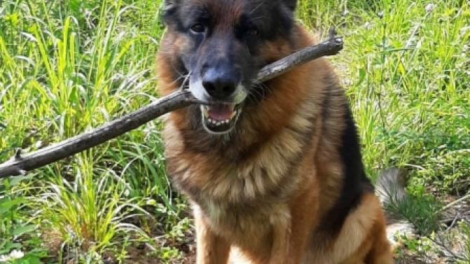 Немецкая овчарка Юнеско ищет хозяина