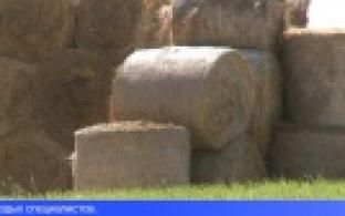 Губернатор призвал сделать Свердловскую область точкой роста сельского хозяйства