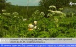 Первоуральские коммунальщики начали борьбу с борщевиком