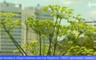 Первоуральцы жалуются на заросли борщевика на улицах города