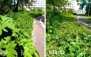 Охота на борщевик