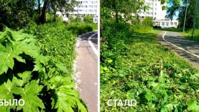 Охота на борщевик