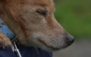 Ищу тебя, хозяин