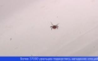 Клещи атаковали Свердловскую область