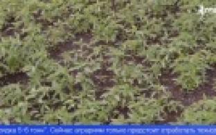 На Урале начали выращивать техническую коноплю