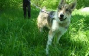 Ищу тебя, хозяин