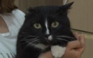 Ищу тебя, хозяин