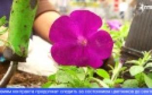 В Первоуральске высаживают цветы