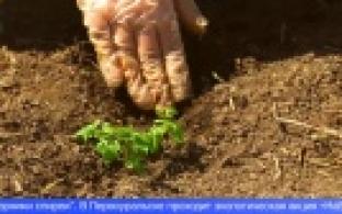 В Первоуральске провели экологическую акцию «НаВырост»