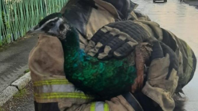 Первоуральские пожарные спасли павлина