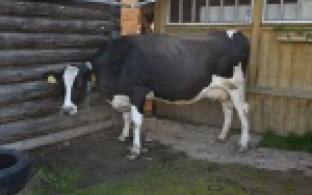 Губернатор подарил многодетной семье корову