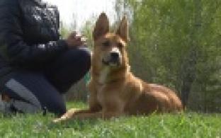 Ищу тебя, хозяин