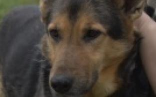 Ищу тебя, хозяин