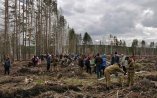 В Билимбаевском лесничестве высадили деревья