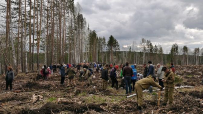 В Билимбаевском лесничестве высадили деревья