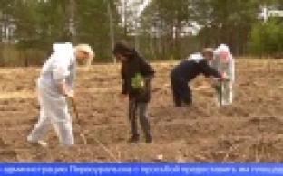 В Первоуральском лесу высадят 1700 саженцев сосны